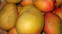 Mangoes