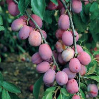 Plums